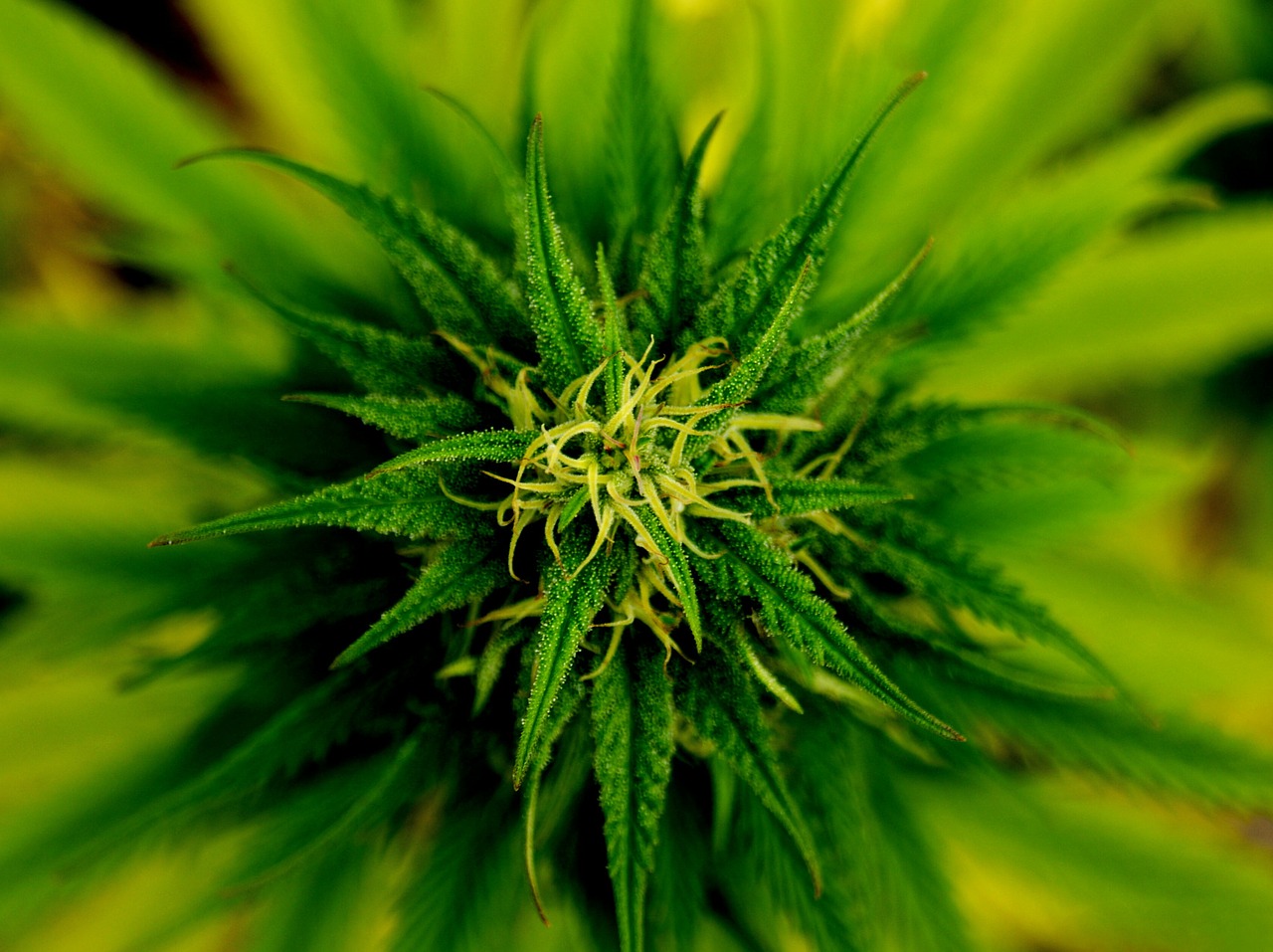 Bild Marijuana