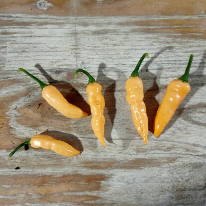 Aji Colobiano white