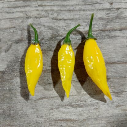 Aji Mochero
