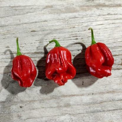Aji Rosita