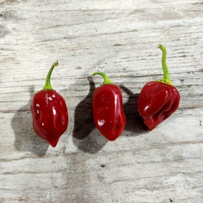 Caribbean red