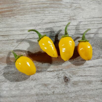 Habanero Tangerine Bell