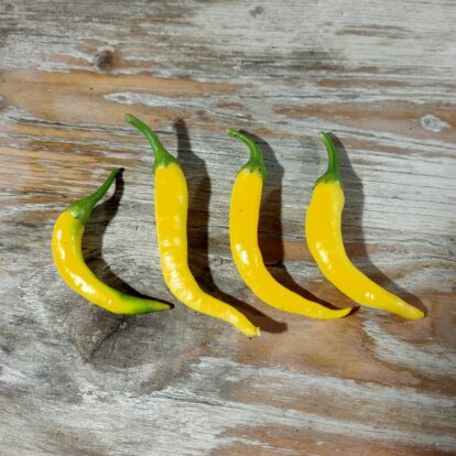 Yellow Cayenne