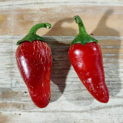 Early Jalapeno
