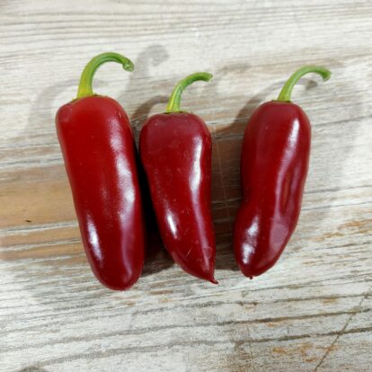 Jalapeno Felicity