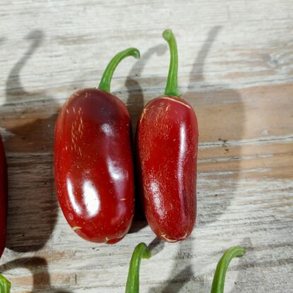 Jalapeno Goliath