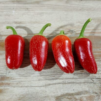Jalapeno Jaloro