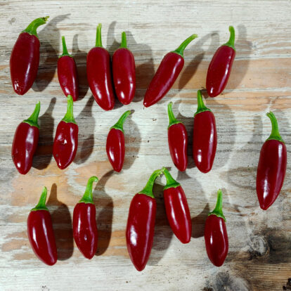Jalapeno Zapotec
