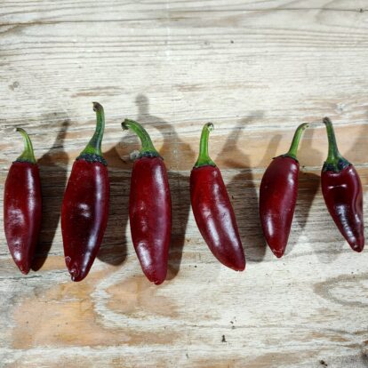 Purple Jalapeno